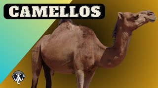 Los CAMELLOS Supervivientes en el DESIERTO [upl. by Shue]