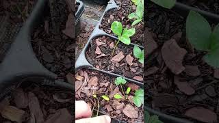 Propagating hellebores Helleborus propagation helleborus [upl. by Coke]