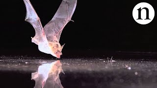 BAT SENSE  by Nature Video [upl. by Anitsej907]