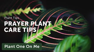 Prayer Plant Marantaceae Care — Ep 031 [upl. by Itisahc241]