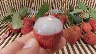 How to Grow Lychee Trees from Seeds [upl. by Elboa]