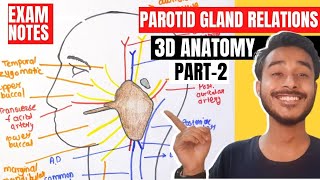 relation of parotid gland anatomy  parotid gland relations anatomy  parotid gland anatomy in hindi [upl. by Bust]