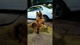 Pomeranian dog price in Bangladesh pretty birds shop 23 katabon [upl. by Sekoorb]