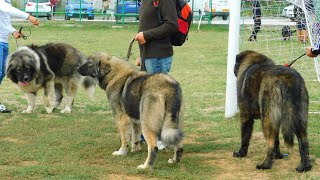 EXPOZITIE CANINA 19 SEPTEMBRIE 2020 COMUNA ULMI JUDETUL GIURGIU CAC CIOBANESTI CAUCAZIENI [upl. by Asoral]