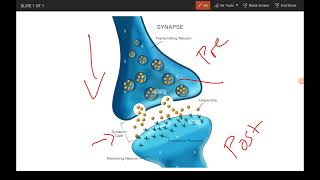 Synaptic transmission  excitation and inhibition [upl. by Ynner]