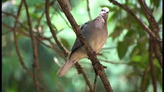 Birds in Zuid Afrika 1 [upl. by Nelyahs539]