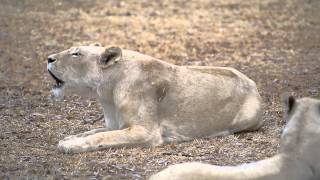 Roaring white lioness [upl. by Belen]