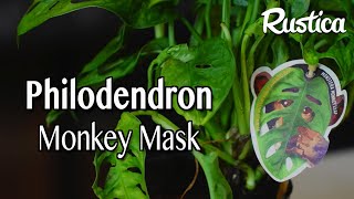 Bouturer le Monstera Monkey Mask [upl. by Talmud]