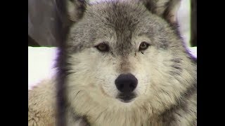 アンコとキナコ  円山動物園（2005） Timber wolf sister quotAnkoquot ampquotKinakoquot [upl. by Nnilsia]