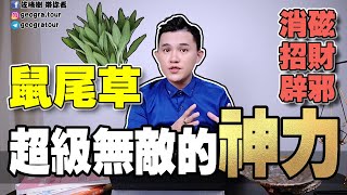 白鼠尾草功效與多種用法  超級無敵的神力  用過回不去了  如何淨化自身、氣場、磁場、消磁  white sage [upl. by Krever310]