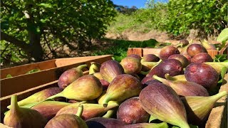 Japan Fig Farm and Harvest  Giant Fig Cultivation Technology [upl. by Hakym]