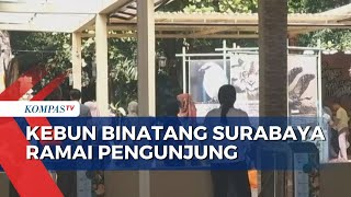 Libur 1 Muharram Pengunjung Kebun Binatang Surabaya Diprediksi Capai Belasan Ribu Orang [upl. by Flessel932]