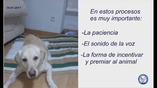 Como fue la recuperación de una parálisis en un perro [upl. by Areek677]