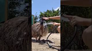 Stompys a menace… shorts emu notapet alveus alveussanctuary mayahiga twitch [upl. by Braswell]