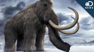 Woolly Mammoth Brain Found Time To Clone [upl. by Airamzul791]