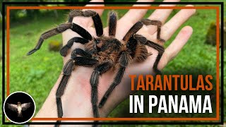 Looking for Big Tarantulas in Panama [upl. by Ross696]