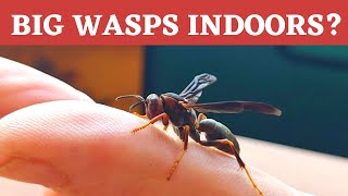 Got WASPS Indoors in YOUR house in the middle of winter [upl. by Ajssatan]