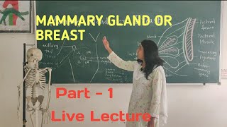 ANATOMY OF BREAST  Part  1  Mammary Gland Live Lecture [upl. by Bird910]