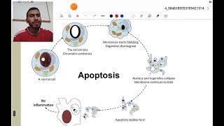 Cytology ll Apoptosis Vs Necrosis [upl. by Marcin]