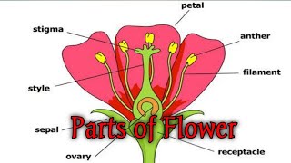 Structure of flower  Getting to know plants NCERT class 6 Science part 7 [upl. by Ardnekal]