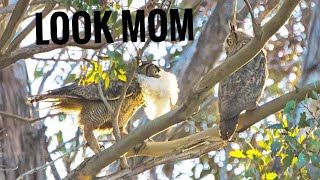 Great Horned Owl Eating A Big Bird [upl. by Kreda]