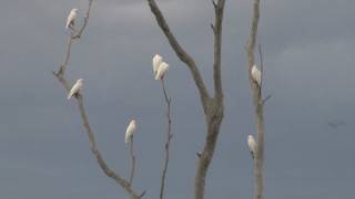 Corella Cacophony  Australian native birds [upl. by Ohara]