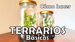 COMO HACER TERRARIOS BÁSICOS  Terrario fácil con frasco de vidrio [upl. by Hollerman710]