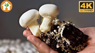 Champignon Mushrooms Growing at Home 4K Time Lapse  Unboxing Guide [upl. by Nyladnarb]