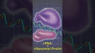 PROTEIN FACTORY I RIBOSOMES  Structure  detail biology targetbiologyneet aiims mbbs [upl. by Amrita]