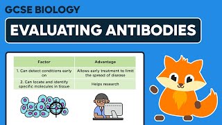 Evaluating Monoclonal Antibodies  GCSE Biology [upl. by Sparks]