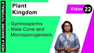 Plant Kingdom  NEET  Gymnosperms  Male Cone and Microsporogenesis  Neela Bakore Tutorials [upl. by Haidej481]