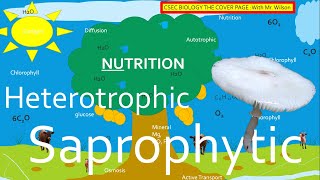 Autotrophic Heterotrophic and Saprophytic Nutrition  CSEC BIOLOGY TCP [upl. by Asilla]