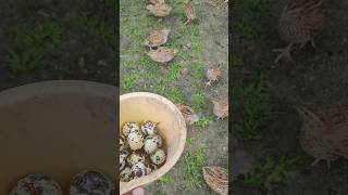 harvesting quail eggs in the rain in the mini aviary [upl. by Vashti]