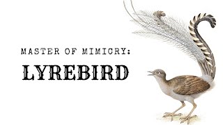 Master of Mimicry Lyrebird [upl. by Ahsimat]