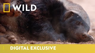 The Life of Honey Badgers  Predator Mondays  National Geographic Wild UK [upl. by Anyel]