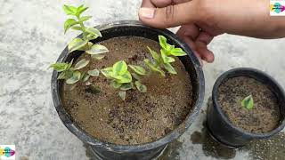 HOW TO GROW CRASSULA SARMENTOSA VARIEGATA PLANT  CARE  PROPAGATION  SUCCULENT PLANT [upl. by Naej5]