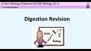 Digestion Revision GCSE Biology [upl. by Firestone]