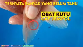 OBAT KUTU CAP JEMPOL PALING AMPUH UNTUK KUTU JARUM PADA IKAN KOI [upl. by Enirak]