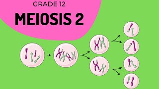 Meiosis 2  Formation of gametes [upl. by Sabino]