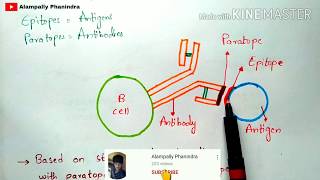 Epitopes  Conformational epitopes and Linear epitopes  Bio science [upl. by Frissell748]