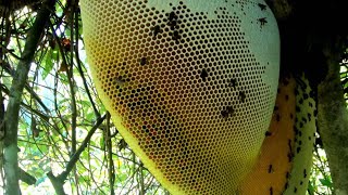 Honeycomb Harvesting A Million Dollars Skills Part 04 honey bees beehives 2024 [upl. by Ahsetal]