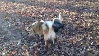 Full Grown Pomsky Playing with Huskies [upl. by Nahij]