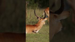 Sono das Gazelas savana tanzania okavangodelta herbivoros [upl. by Riplex]