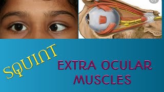 Strabismus Extra ocular muscles spiral of tillaux superior oblique muscle Rectus muscles [upl. by Notyep624]