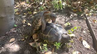 Two juvenile Greek tortoises Testudo graeca ibera  Mediterranean spur thighed [upl. by Mackay]