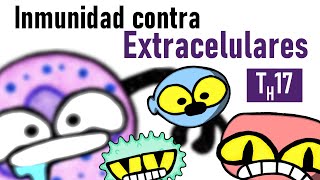 Inmunidad contra Bacterias y Hongos Extracelulares  TH17 [upl. by Ylesara614]