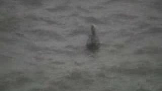 Hurricane Katrina Live video of the storm [upl. by Eirdua]