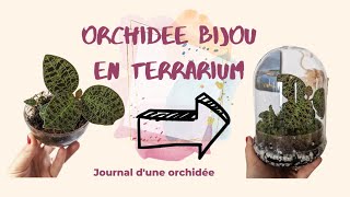 Rempotage et entretien des orchidées bijoux ✨ [upl. by Rebeca]