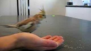 Clicker Training Cockatiel fetch all toys in my hand [upl. by Richter260]