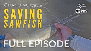 Saving Sawfish  Full Episode [upl. by Nalek979]